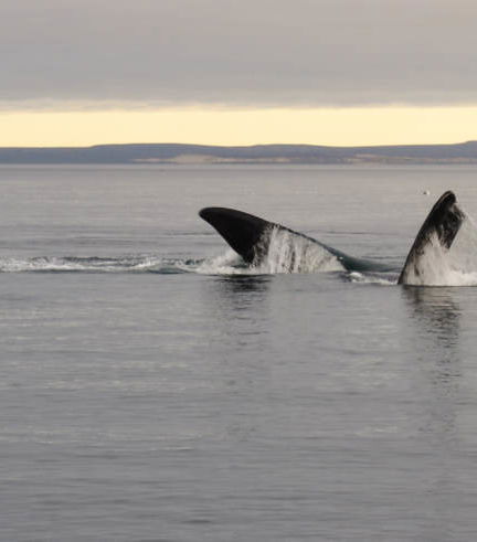 Foto de Avistamiento de ballenas en El Doradillo