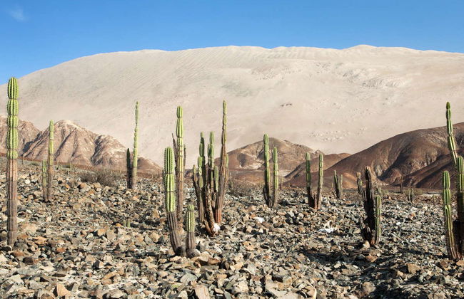 Pampa Galeras Barbara D'Achille Trip - Foto 7