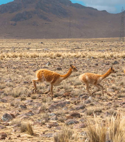 Foto de Excursión a la Pampa Galeras Bárbara D’Achille