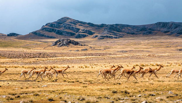 Pampa Galeras Barbara D'Achille Trip - Photo 2