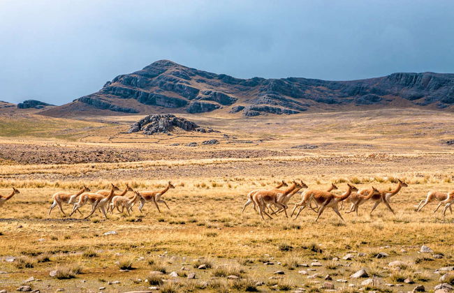 Pampa Galeras Barbara D'Achille Trip - Foto 2