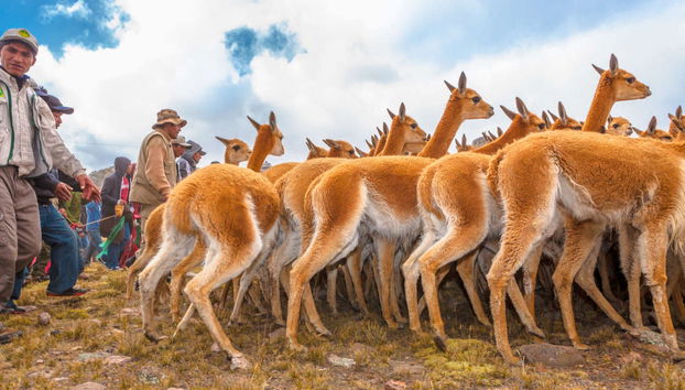 Pampa Galeras Barbara D'Achille Trip - Photo 3