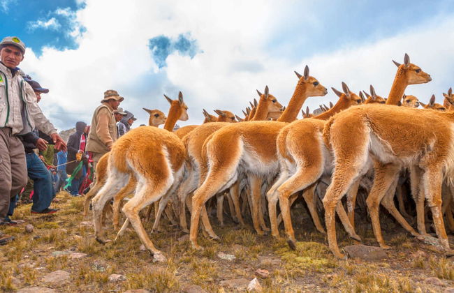 Pampa Galeras Barbara D'Achille Trip - Foto 3