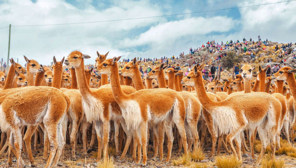 Pampa Galeras Barbara D'Achille Trip - Photo 1