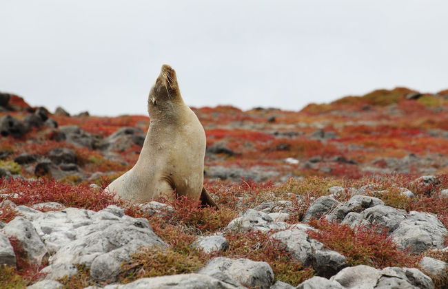 Excursión a la isla Plaza Sur - Foto 4