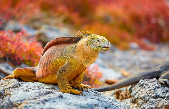 Excursión a la isla Plaza Sur - Foto 3