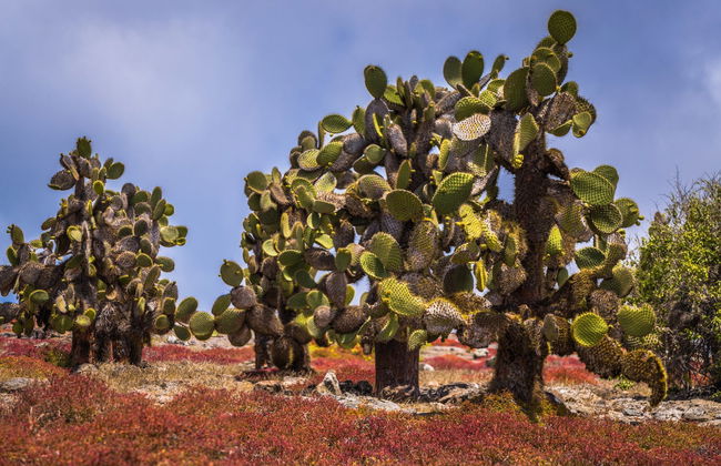 Excursión a la isla Plaza Sur - Foto 6