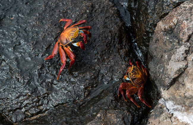 Excursión a la isla Plaza Sur - Foto 7