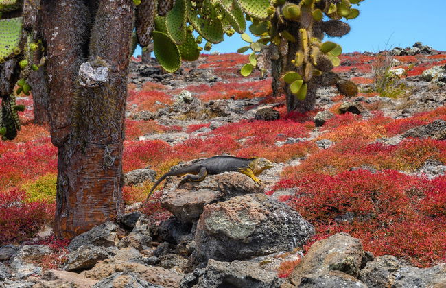 Excursión a la isla Plaza Sur - Foto 1