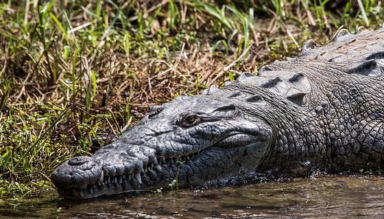 Punti panoramici del Canyon del Sumidero, Zoomat e Cristo di Chiapas - Foto 3