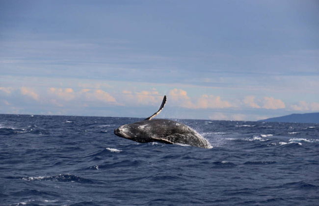 Avistamiento de ballenas en Perth - Foto 5