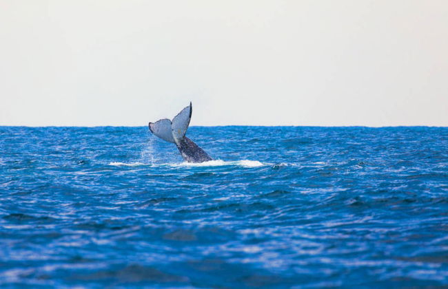 Avistamiento de ballenas en Perth - Foto 3