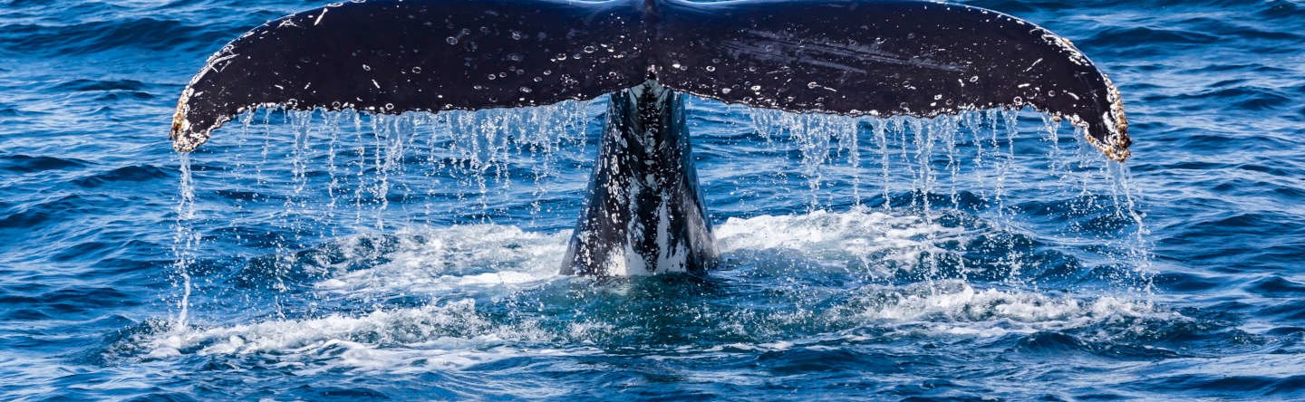 Whale Watching Cruise - Photo 1