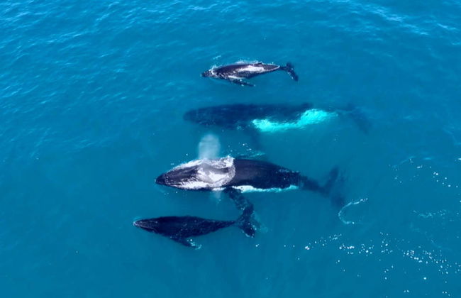 Avistamiento de ballenas en Perth - Foto 6