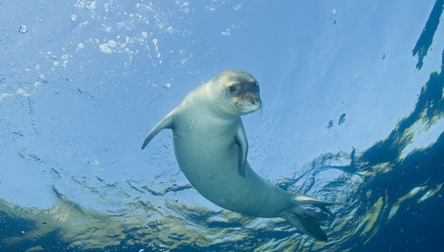 Scuba Diving in Kemer - Foto 2