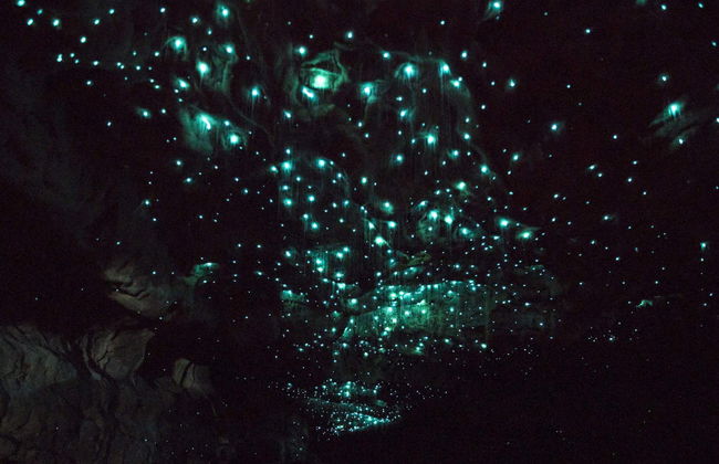 Excursion à Hobbiton + Grottes de Waitomo - Photo 7