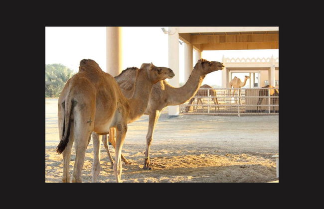 Bahrain Fort & National Museum Private Tour - Foto 2