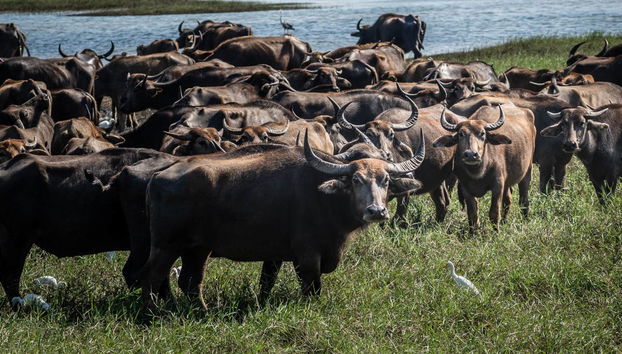 Private Minneriya National Park Safari - Foto 5