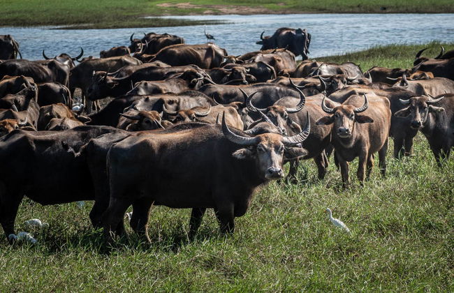 Private Minneriya National Park Safari - Foto 5