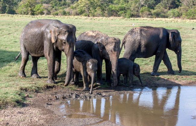 Private Minneriya National Park Safari - Foto 6