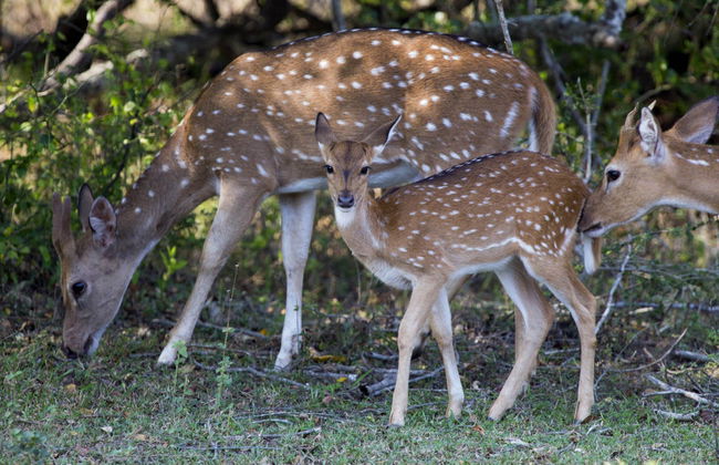 Private Minneriya National Park Safari - Foto 7