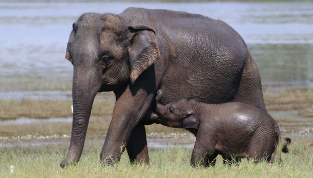 Private Minneriya National Park Safari - Foto 3