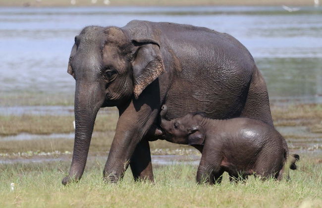 Private Minneriya National Park Safari - Foto 3