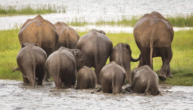 Private Minneriya National Park Safari - Foto 2