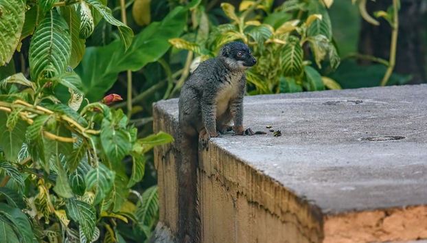 Lemurs of Madagascar Private Tour - Foto 4