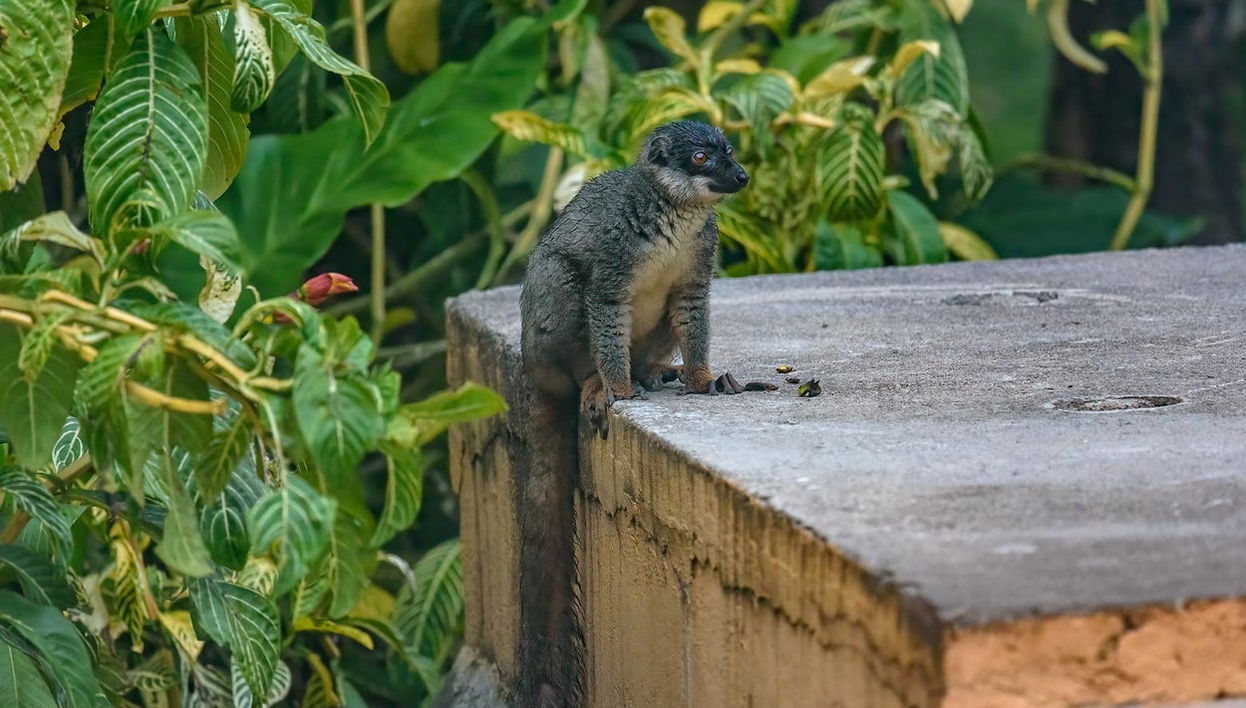 Lemurs of Madagascar Private Tour - Photo 1
