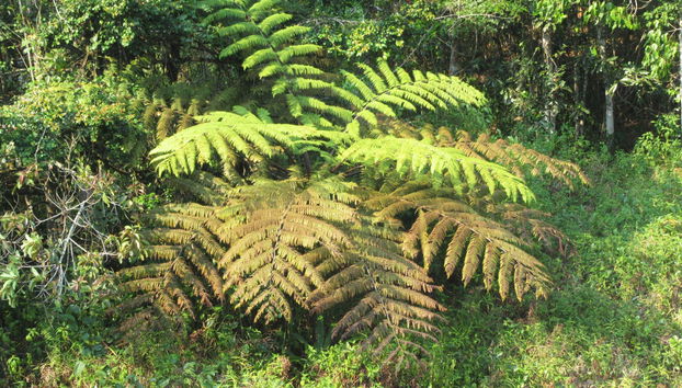 Lemurs of Madagascar Private Tour - Foto 5