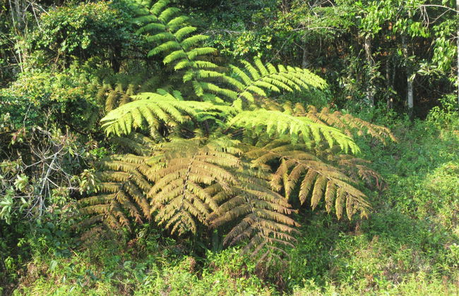 Excursion privée aux réserves d'Analamazoatra et de Vakôna - Photo 5