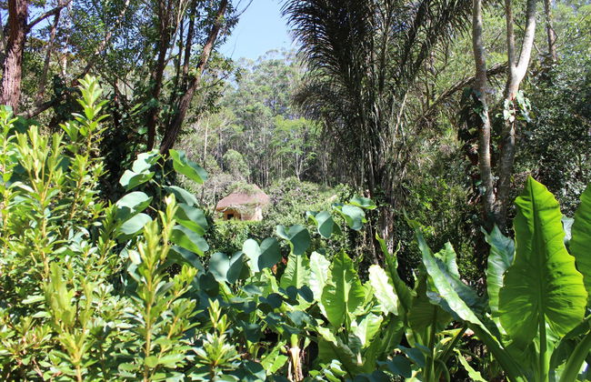 Excursion privée aux réserves d'Analamazoatra et de Vakôna - Photo 7