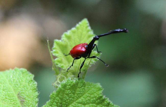 Excursion privée aux réserves d'Analamazoatra et de Vakôna - Photo 6