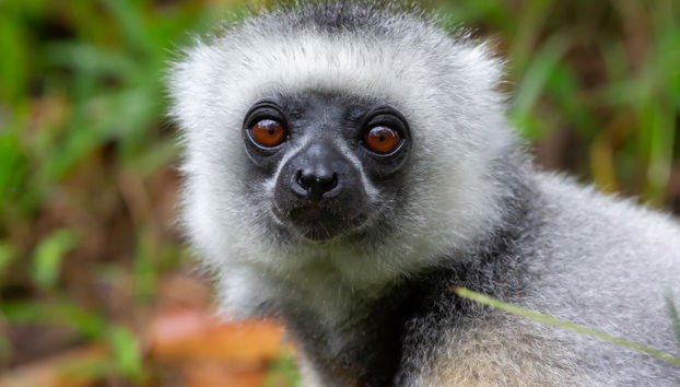 Lemurs of Madagascar Private Tour - Foto 3