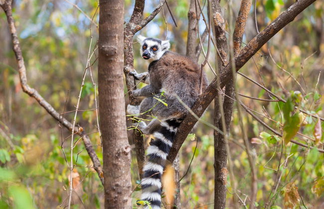 Excursion privée aux réserves d'Analamazoatra et de Vakôna - Photo 1