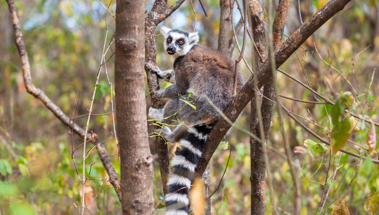Lemurs of Madagascar Private Tour - Foto 1
