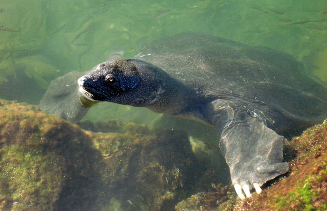 Banho de lama em Dalyan + Avistamento de tartarugas - Foto 6