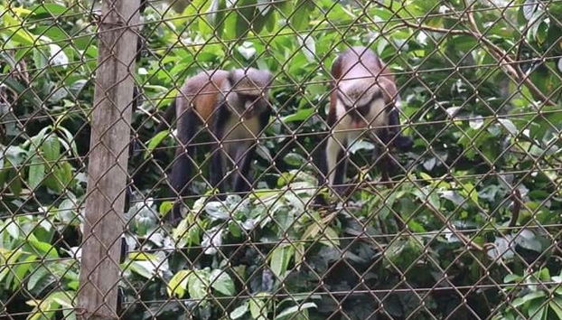 Excursion au Parc national de la Mefou et à la réserve forestière d'Ebogo - Photo 3