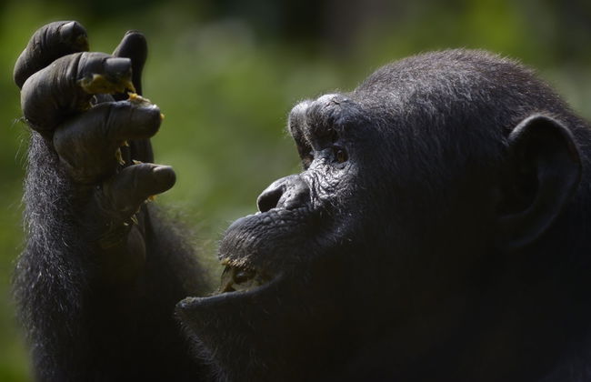 Excursión al Parque Nacional Mefou y reserva forestal Ebogo - Foto 7