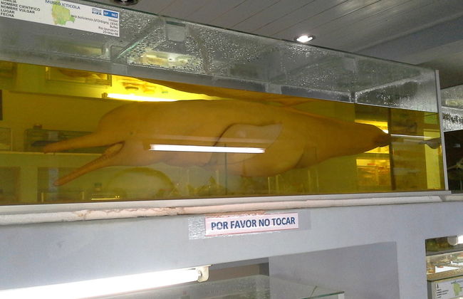 Visita guiada pelo museu Ictiológico do Beni - Foto 4