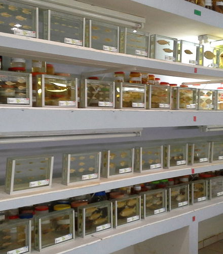 Foto de Visita guiada por el Museo Ictícola del Beni