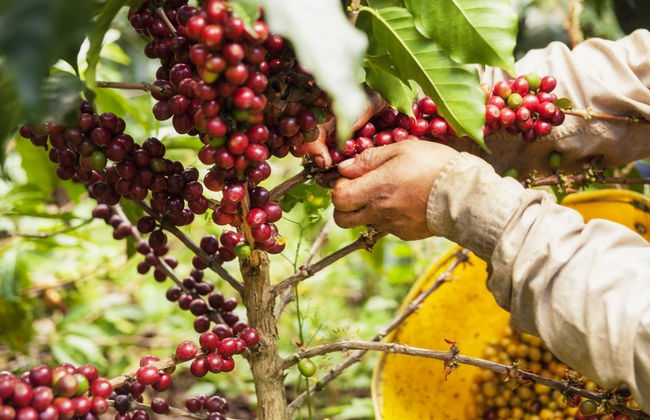 Lejanías Coffee Tour - Photo 7
