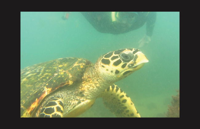 Ilhabela Beaches 4x4 Tour + Scuba Diving or Snorkeling - Photo 7