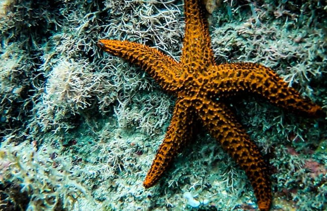 Bautismo de buceo en Ilhabela - Foto 7