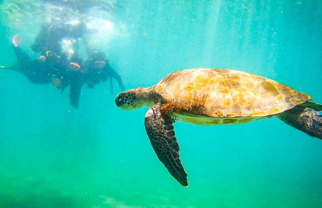 Bautismo de buceo en Ilhabela - Foto 6