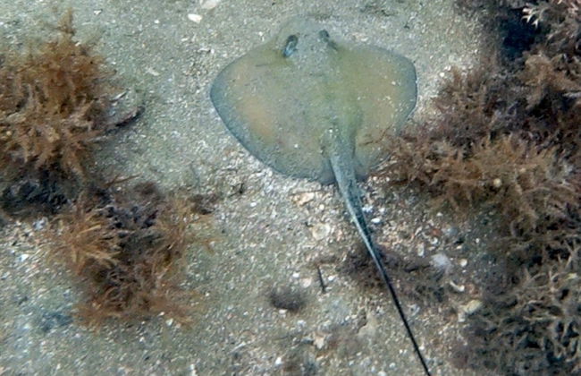 Bautismo de buceo en Ilhabela - Foto 8