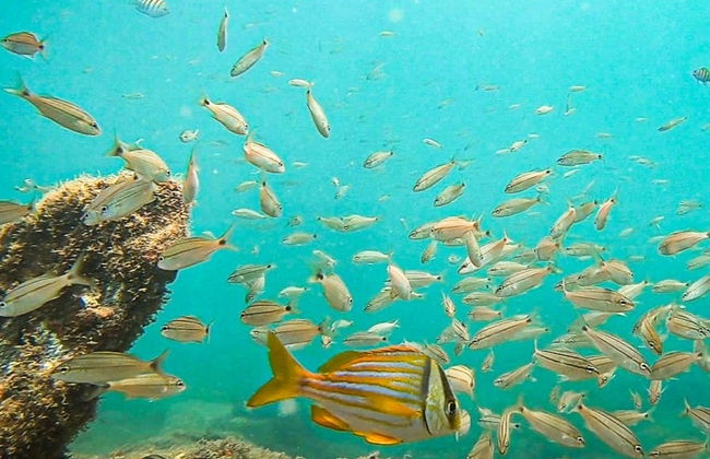Bautismo de buceo en Ilhabela - Foto 5