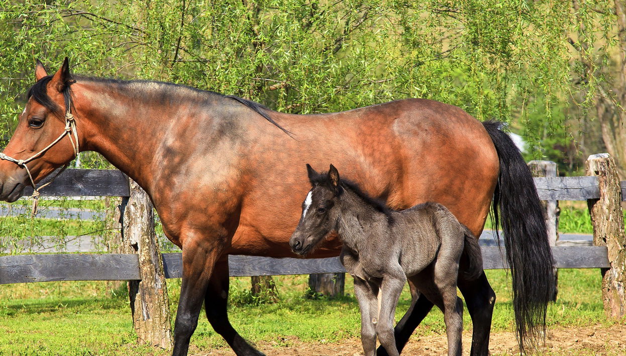 Manzanillo del Mar Horse Farm Day Trip