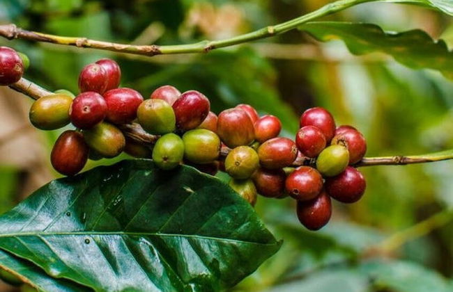 Tour del café por Medellín - Foto 2
